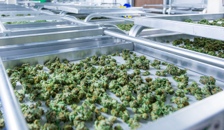 cannabis on stainless steel trays
